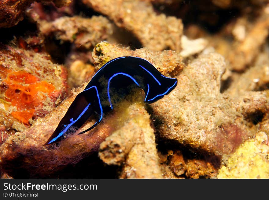 Nudibranch feeding in sand on bottom