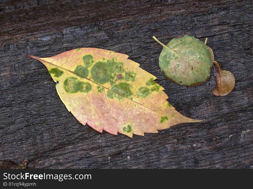 Beech Leaf