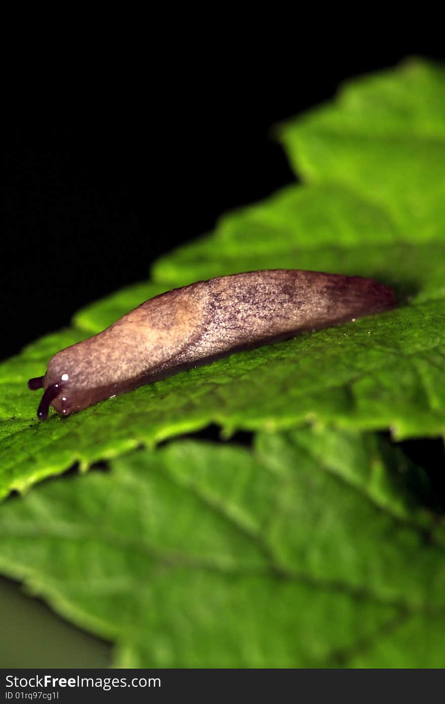 Slug after rain for several days in Central Park, New York City