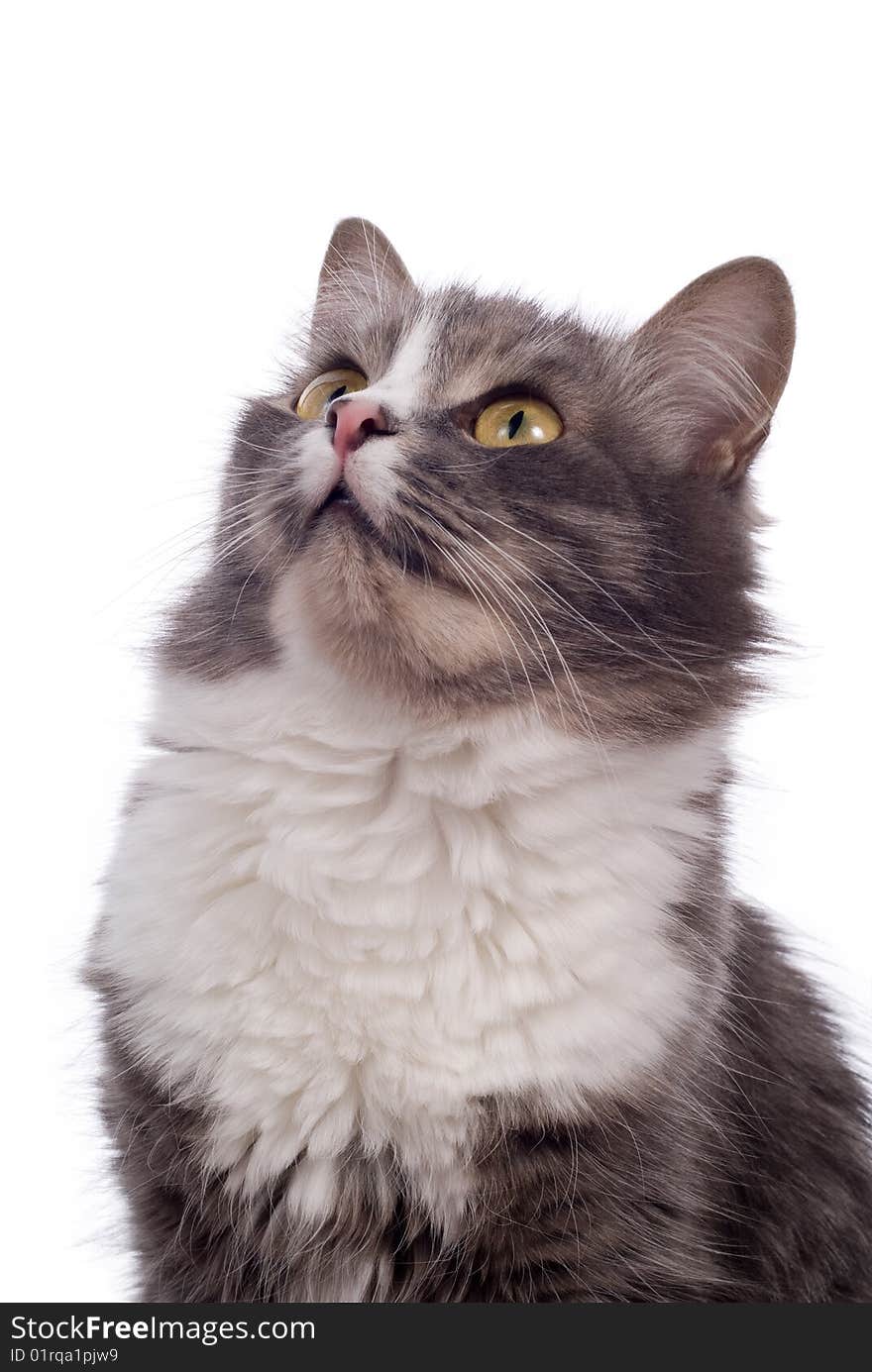 Furry grey cat on white background