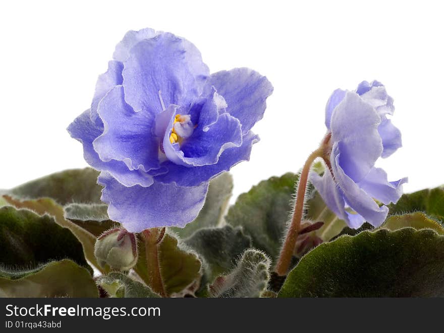 Blue saintpaulia on white background