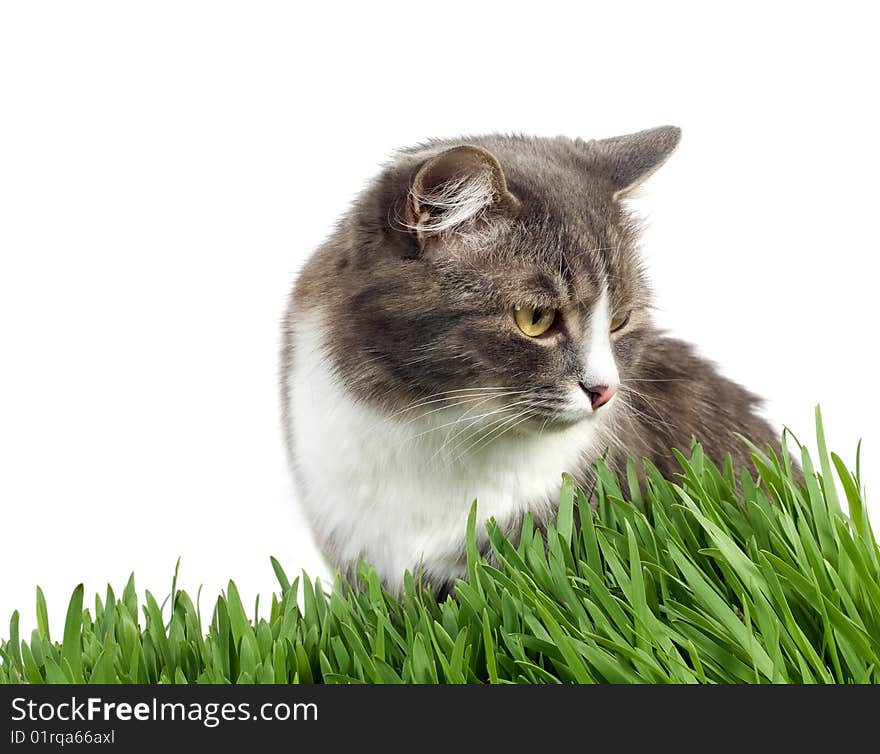 Furry grey cat in the grass on white background