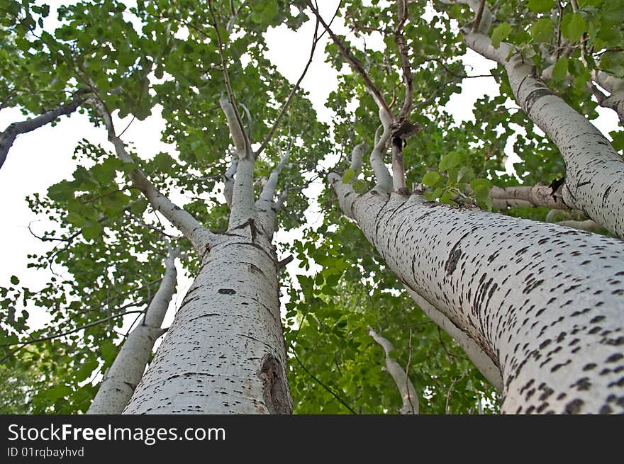 Young aspens