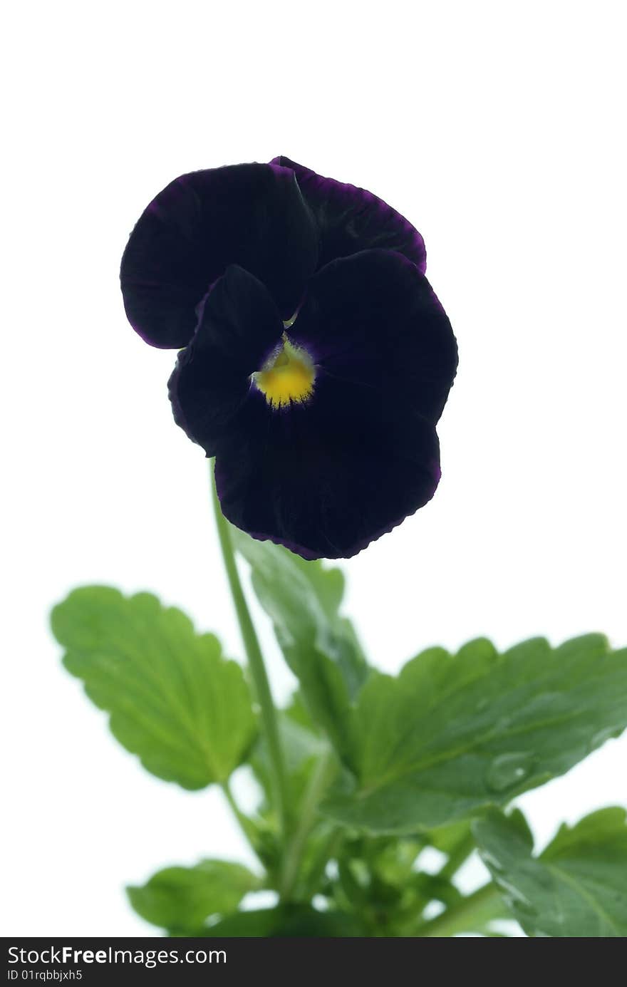 Dark heartsease on white background