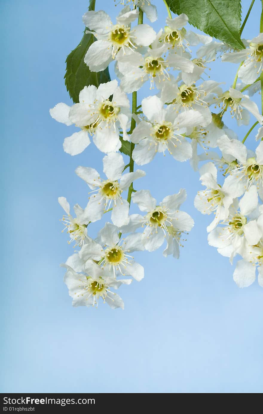 Flowers of bird cherry tree on blue background. Flowers of bird cherry tree on blue background