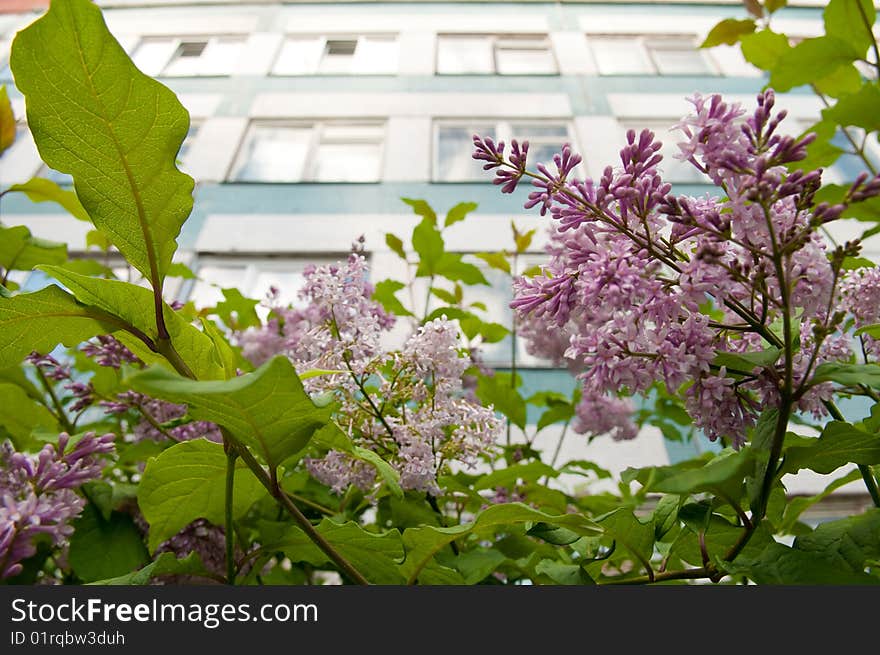 A wall with windows over buhch of lilac in blossom