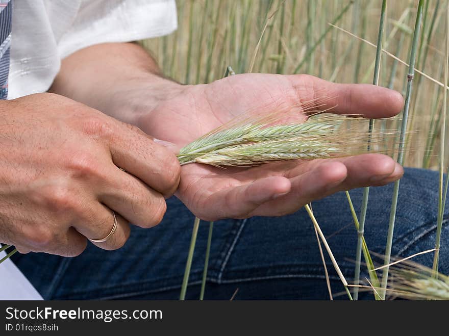 Man inspecting the wheat