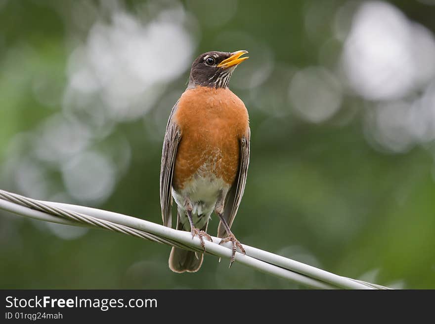 Robin Singing on a Wire