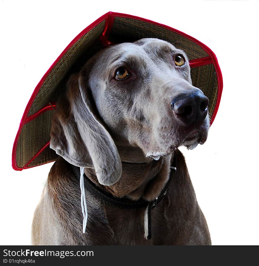 Weimaraner dog with big hat