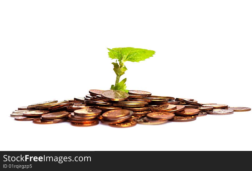 Concept of a plant and a lot of  coins isolated on white background. Concept of a plant and a lot of  coins isolated on white background