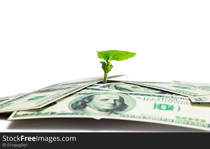 Concept of a plant and a lot of  coins isolated on white background. Concept of a plant and a lot of  coins isolated on white background