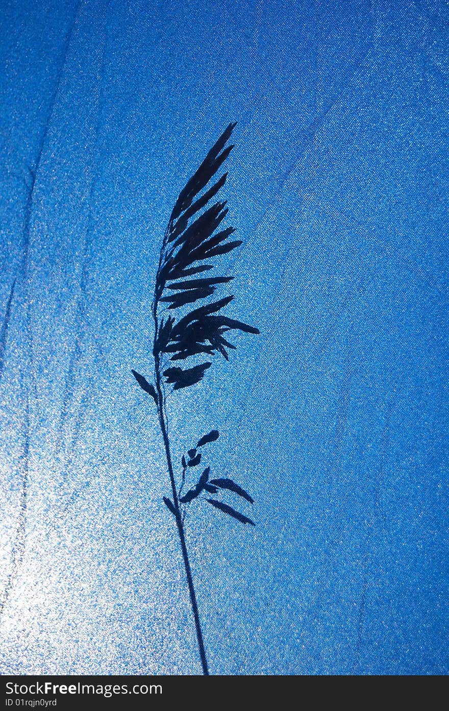 Grass shadow on blue background