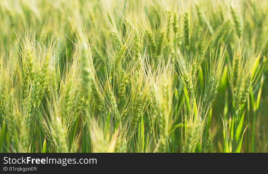 Farm field with wheat plant