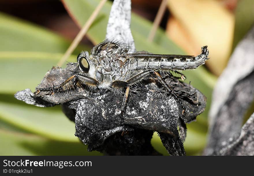 Macro view of a robber fly on top of a dried plant.