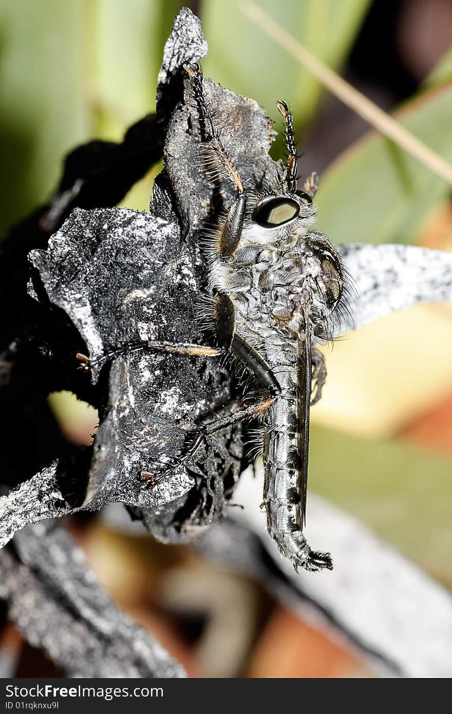 Macro view of a robber fly on top of a dried plant.