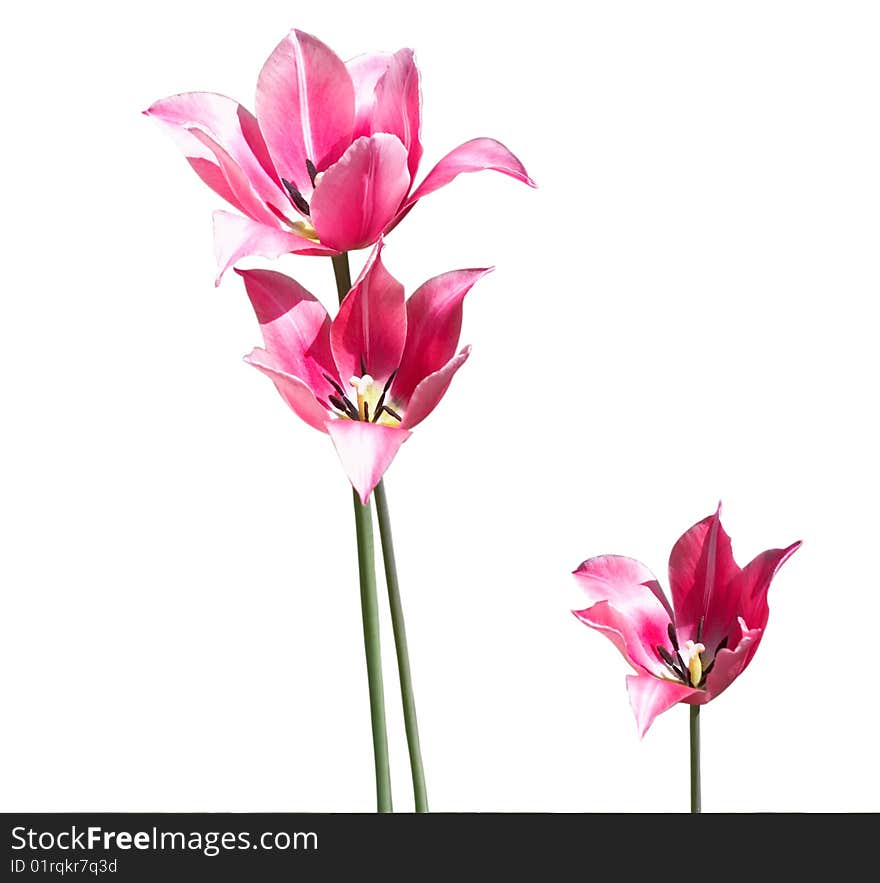 Tulips