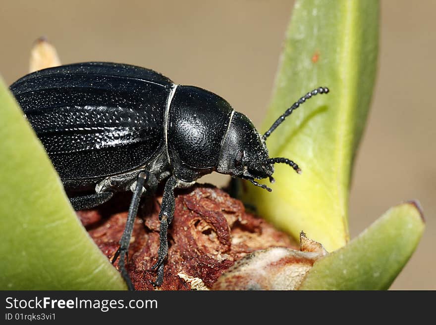 Closeup view of a dung beetle on top of a flower.