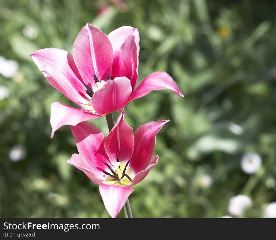 Tulips