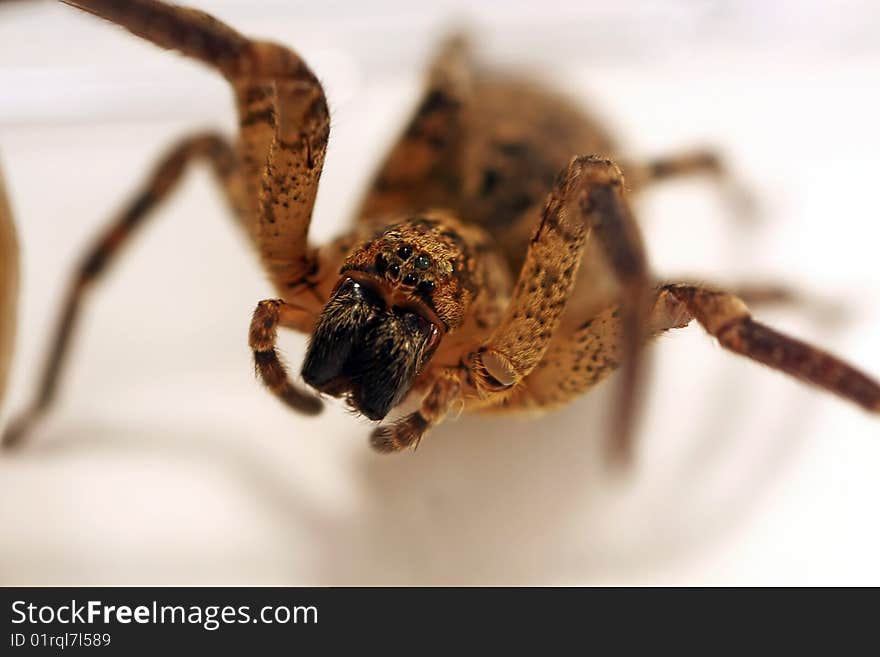 Wolf-spider