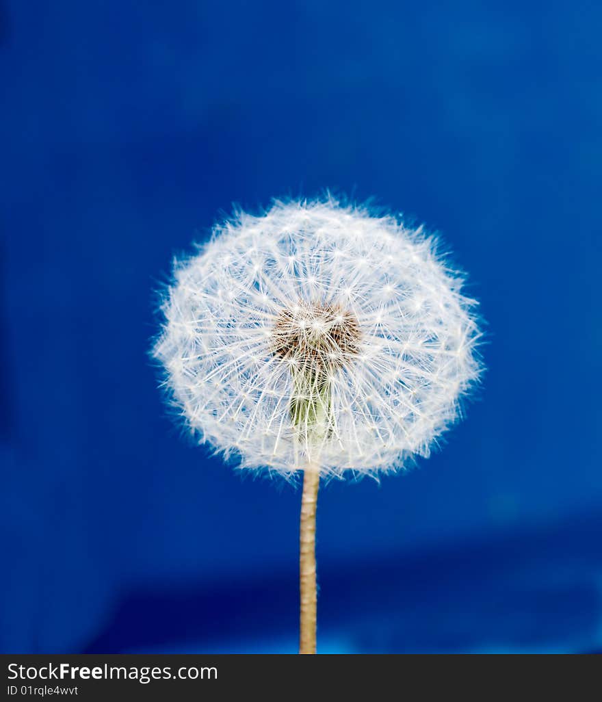 Dandelion