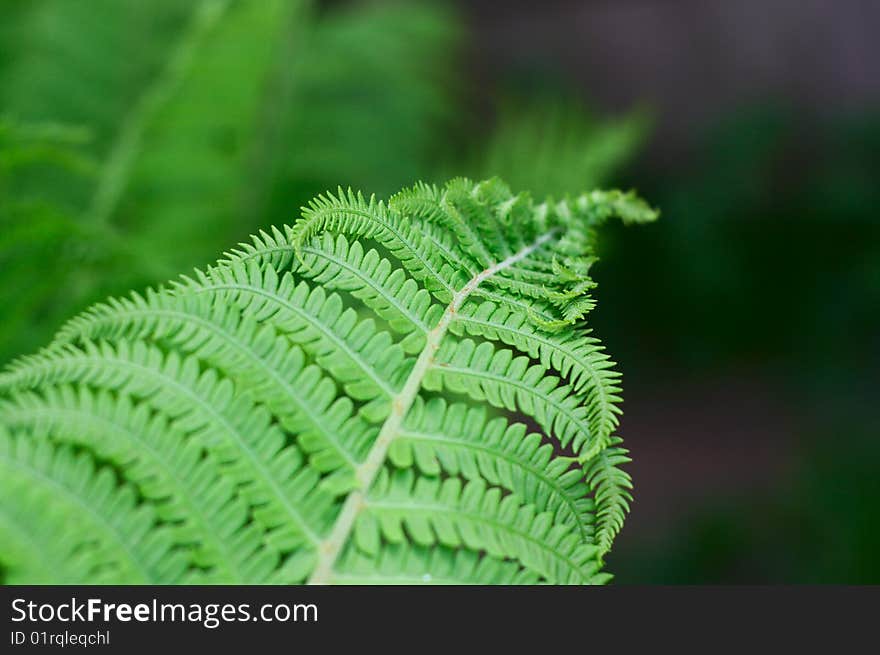 Fern branch in a wood. Fern branch in a wood