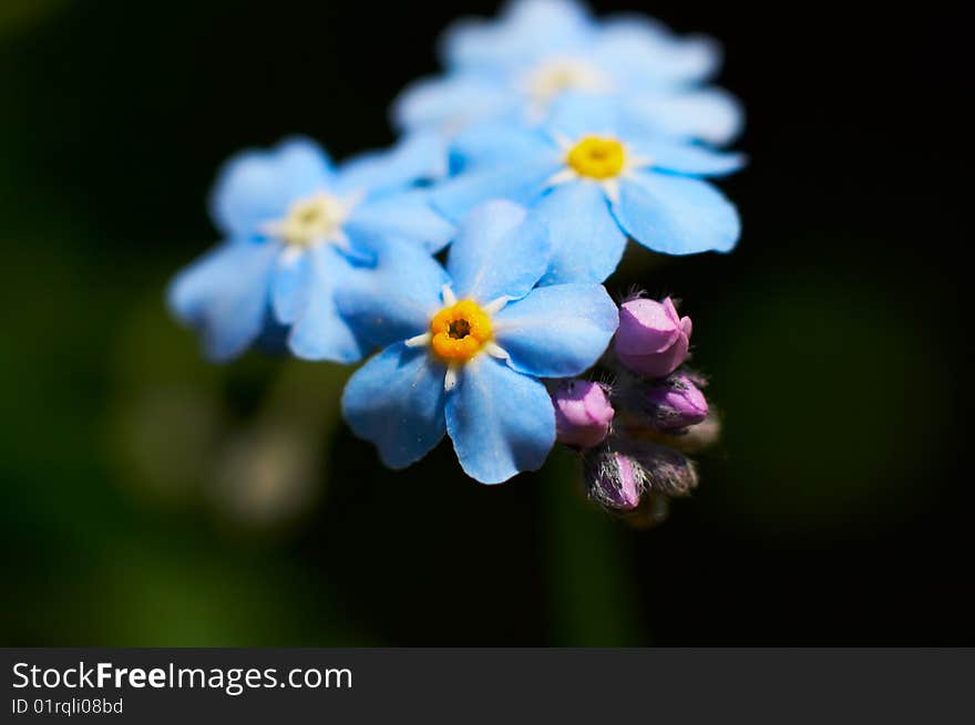 Wild flowers