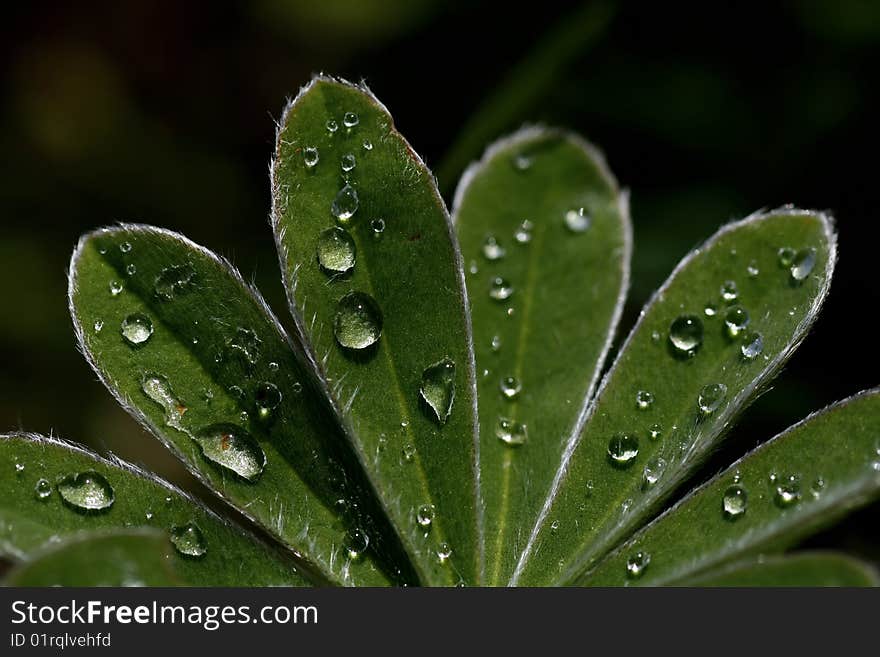 Closeup view of some leafs on a plant with drops of water. Closeup view of some leafs on a plant with drops of water.