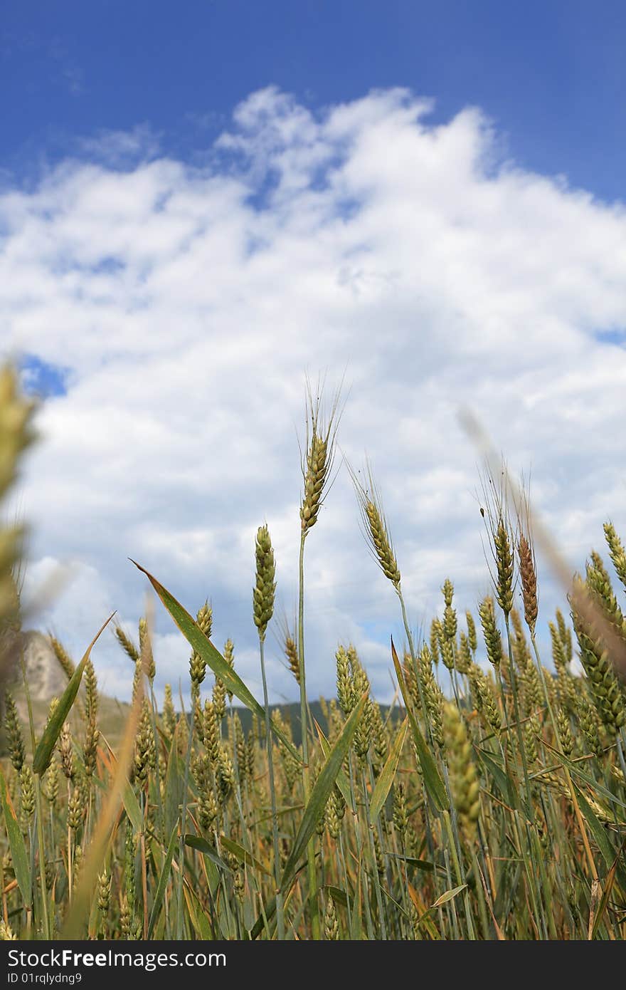 Wheat field