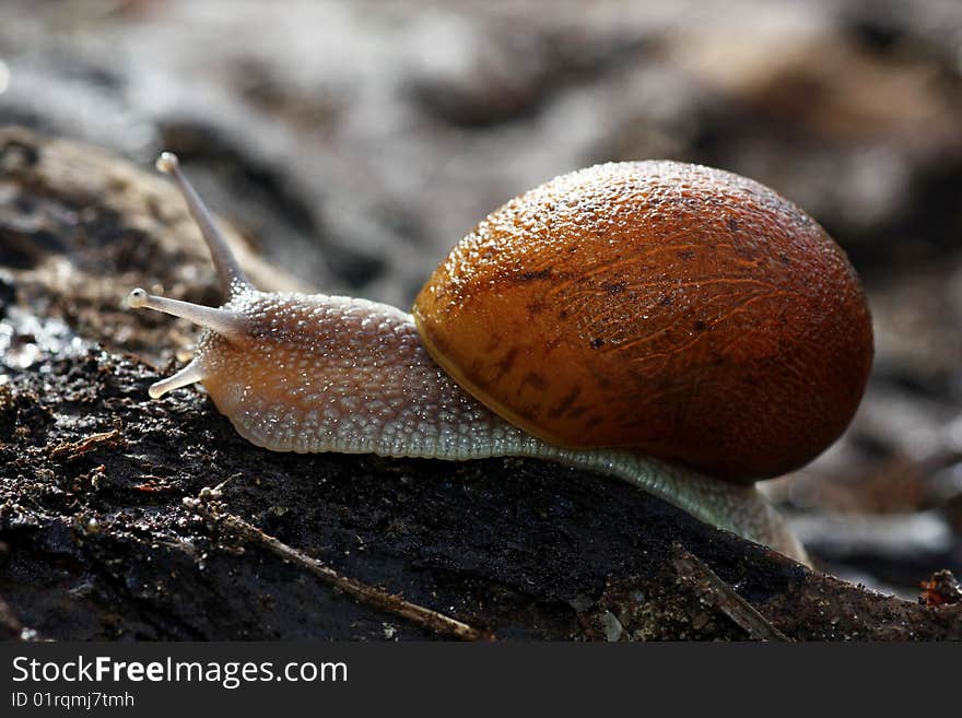 Snail on the wild