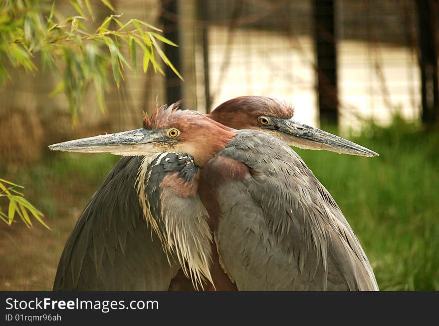 A friendly pose from a zoo