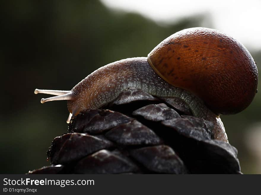 Closeup view of a snail on top of a pine tree fruit. Closeup view of a snail on top of a pine tree fruit.