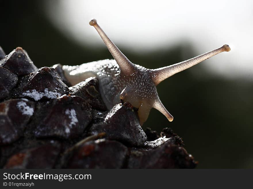 Snail detail