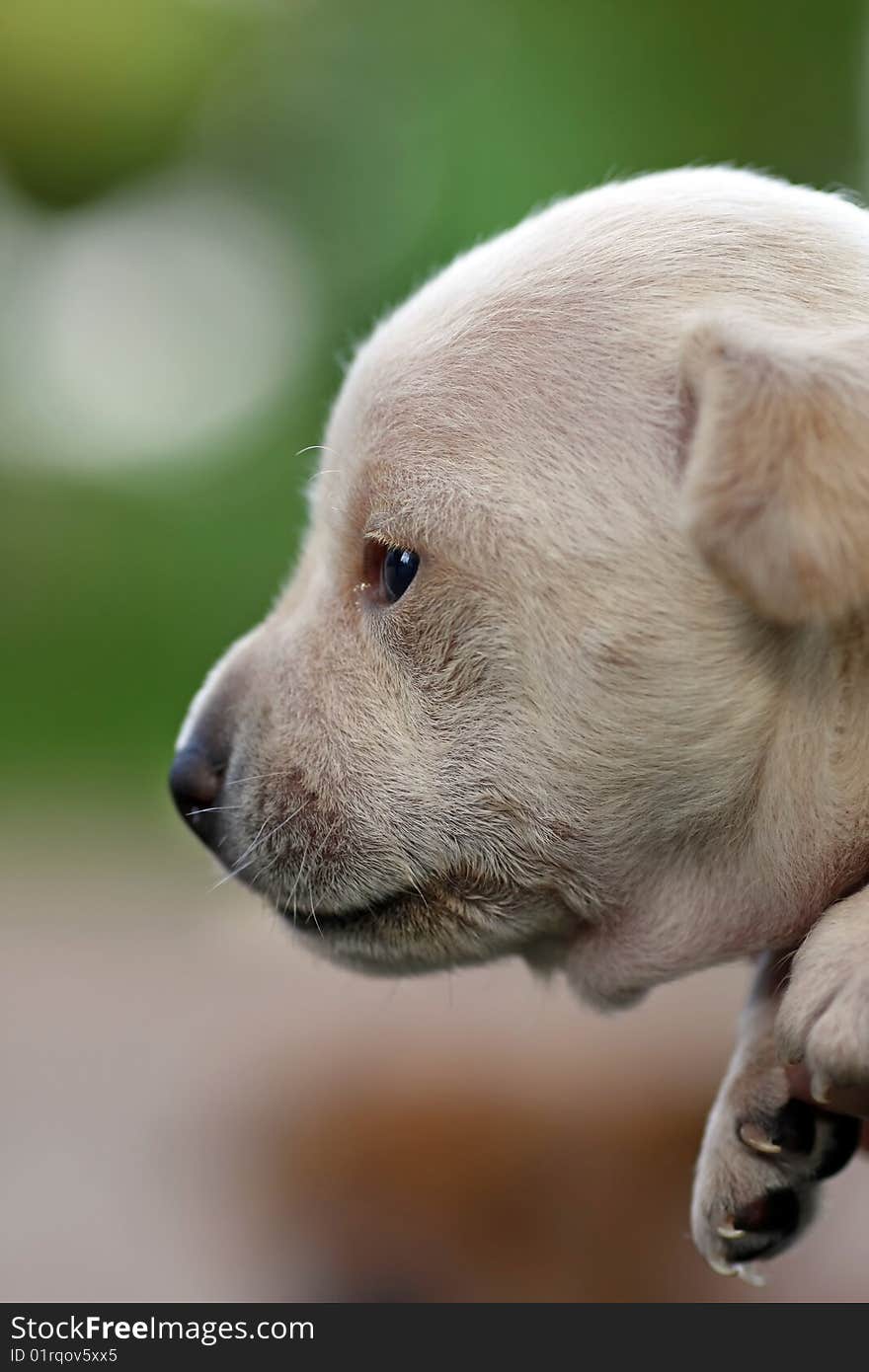 Side profile puppy