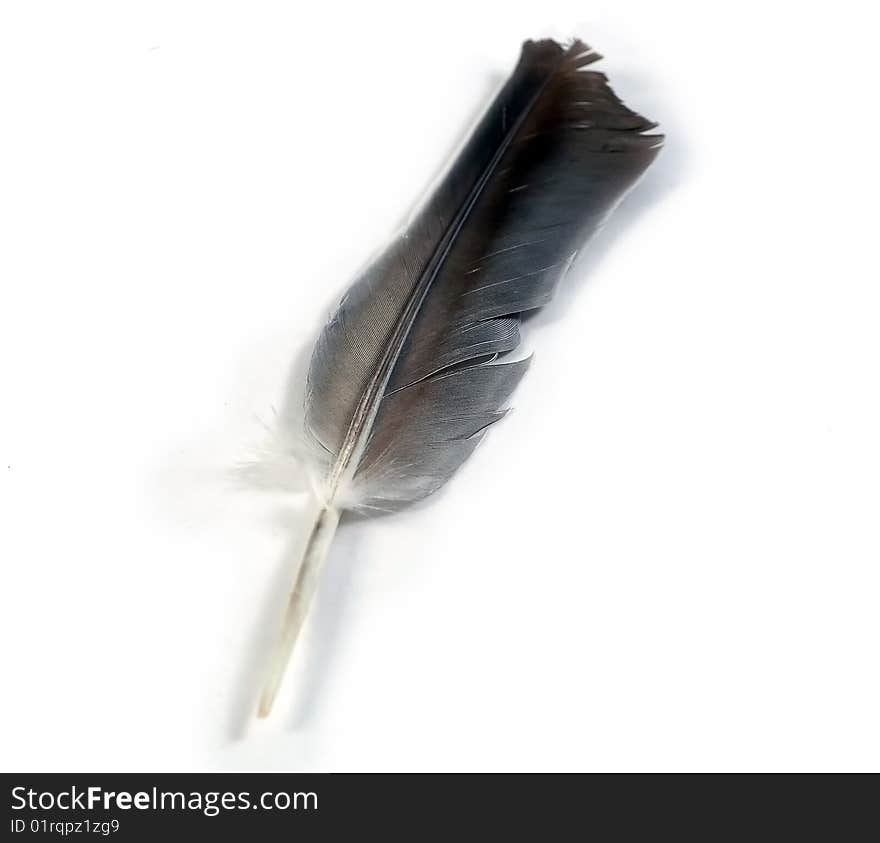 Black & White feather isolated on white background