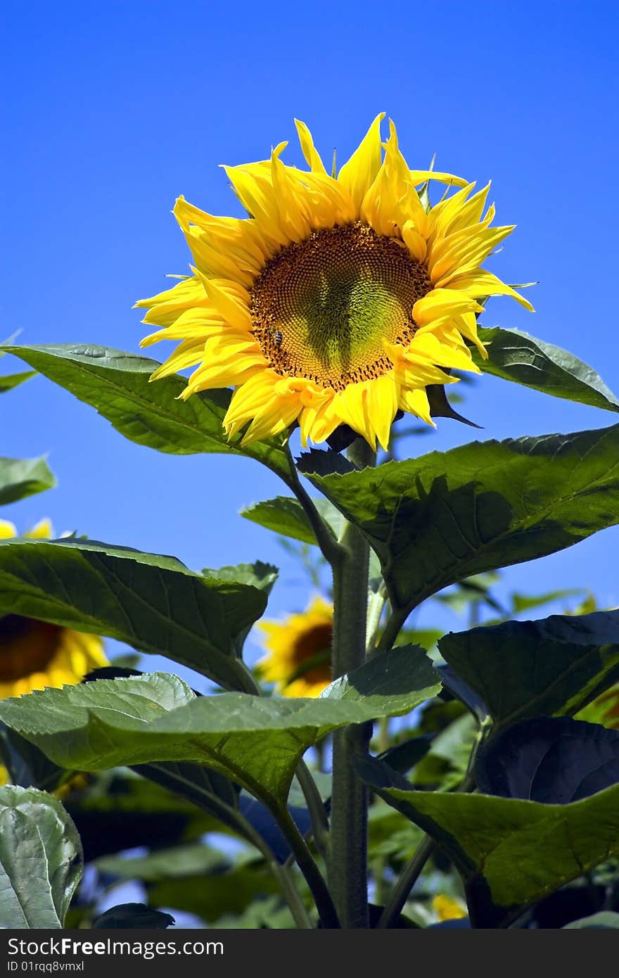 Beautiful, yellow sunflower the afield.