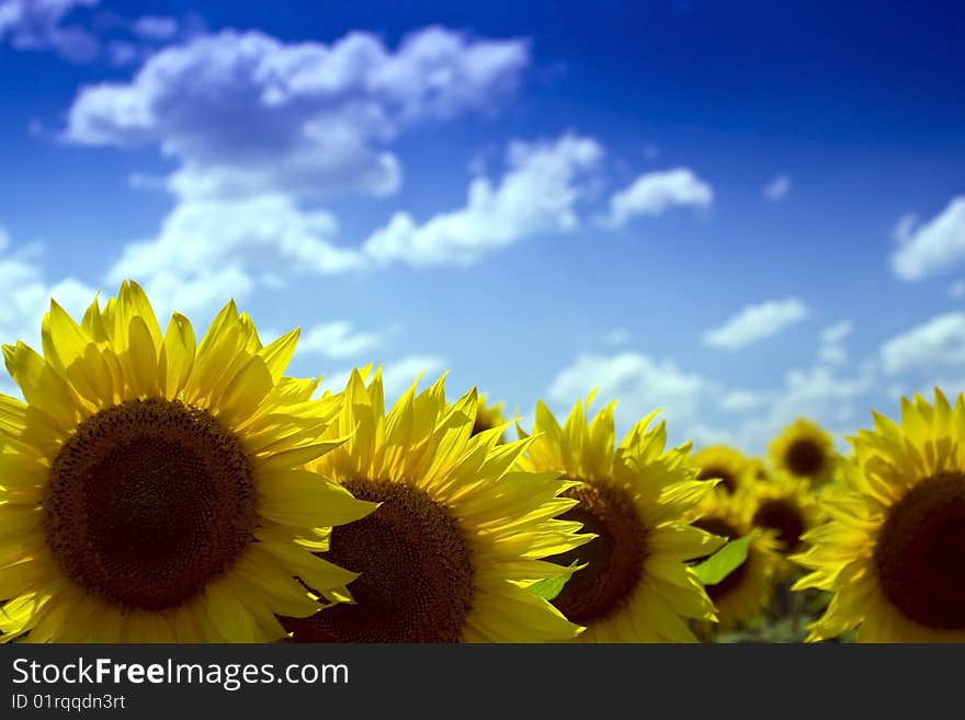 Yellow sunflower