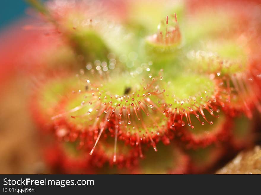 Drosera, commonly known as the sundews, comprise one of the largest genera of carnivorous plants, with over 170 species.