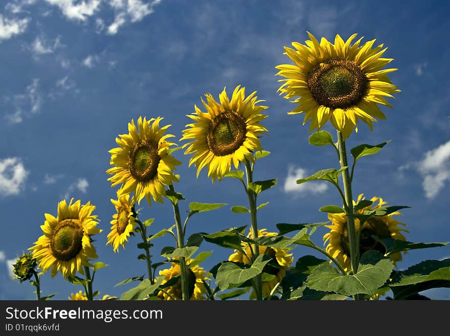 Yellow Sunflower And Sky