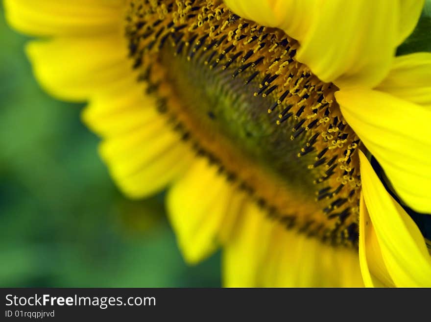 Beautiful yellow sunflower, green background