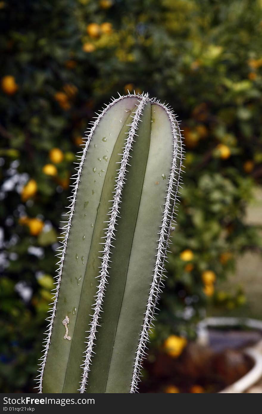 Cactus plant