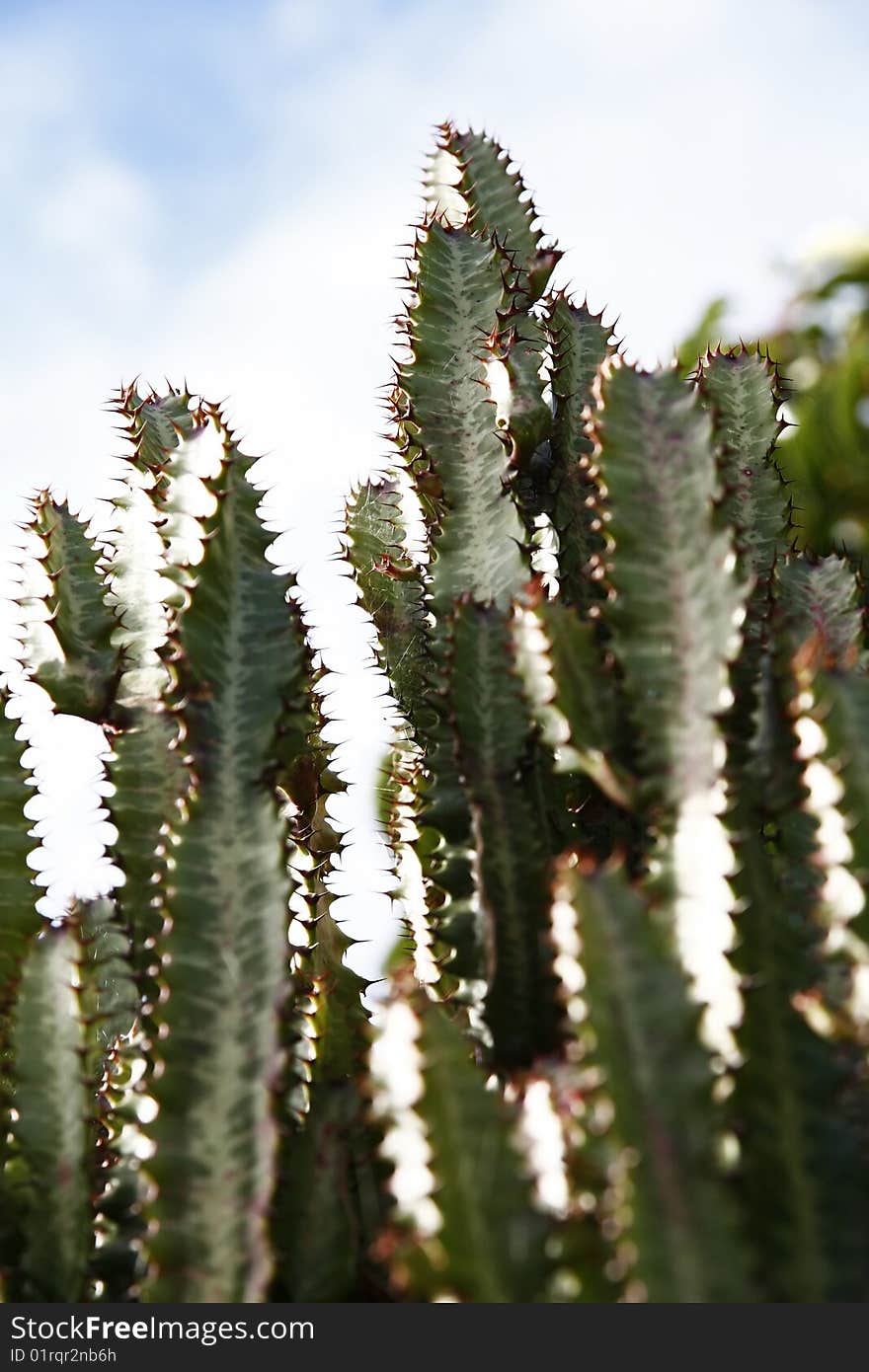 Cactus plant