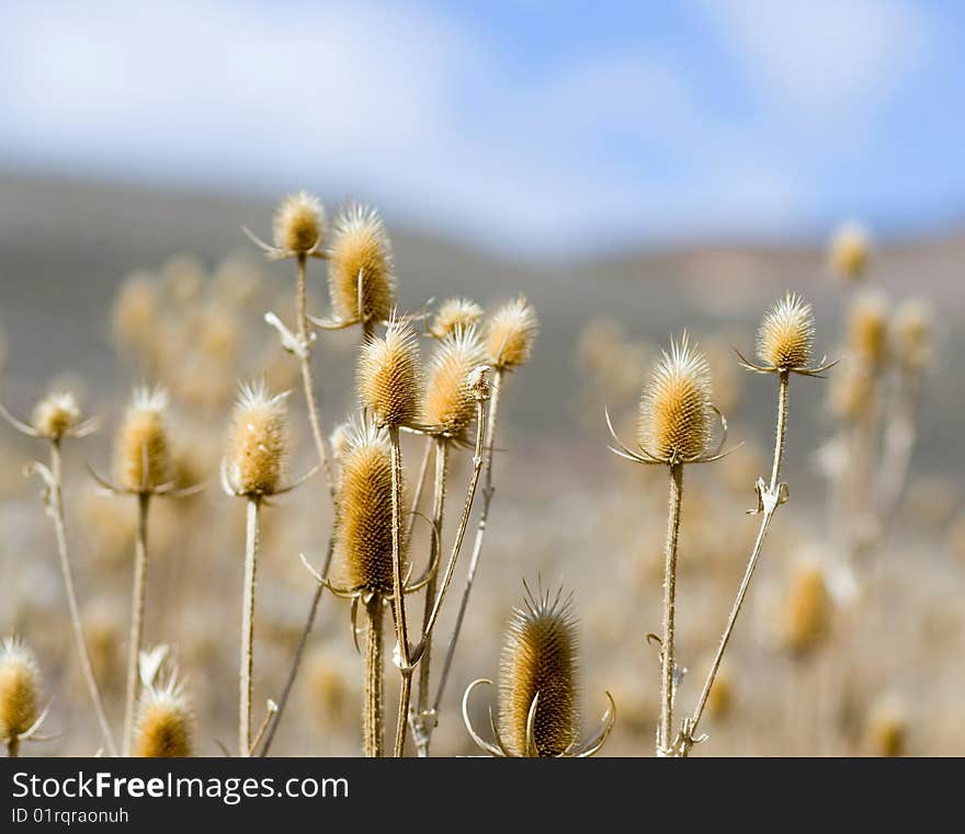 Desert Grain