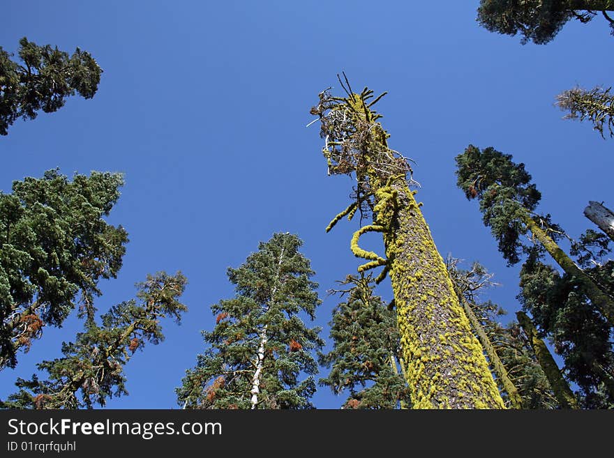 Looking Up In The Trees