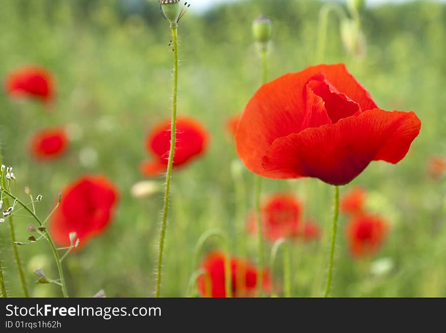 Poppies