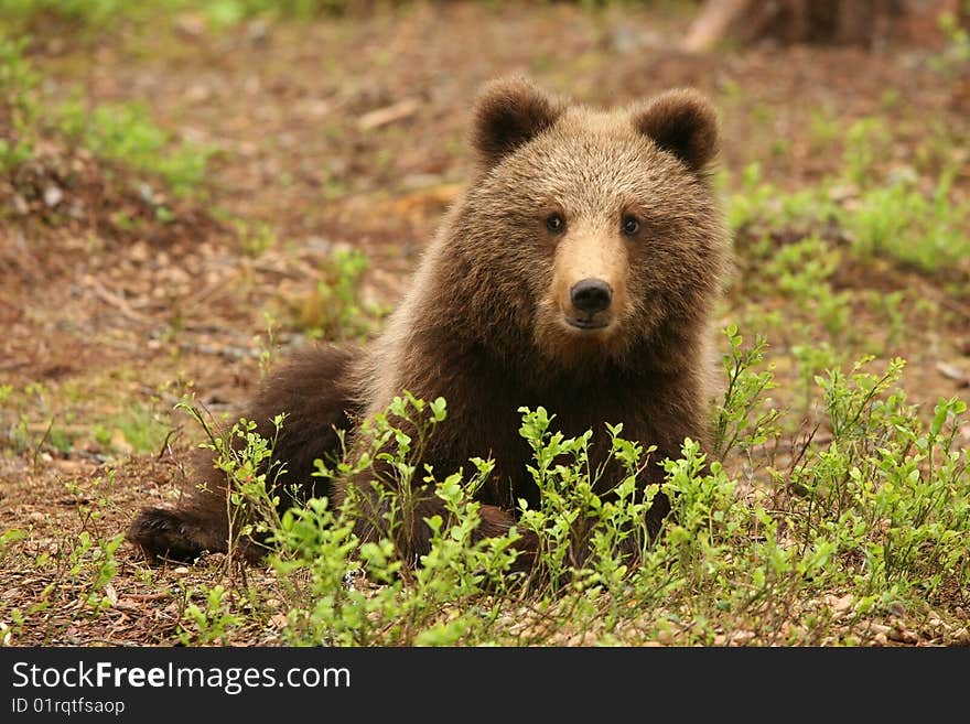 Cute little brown bear sitting behind bush