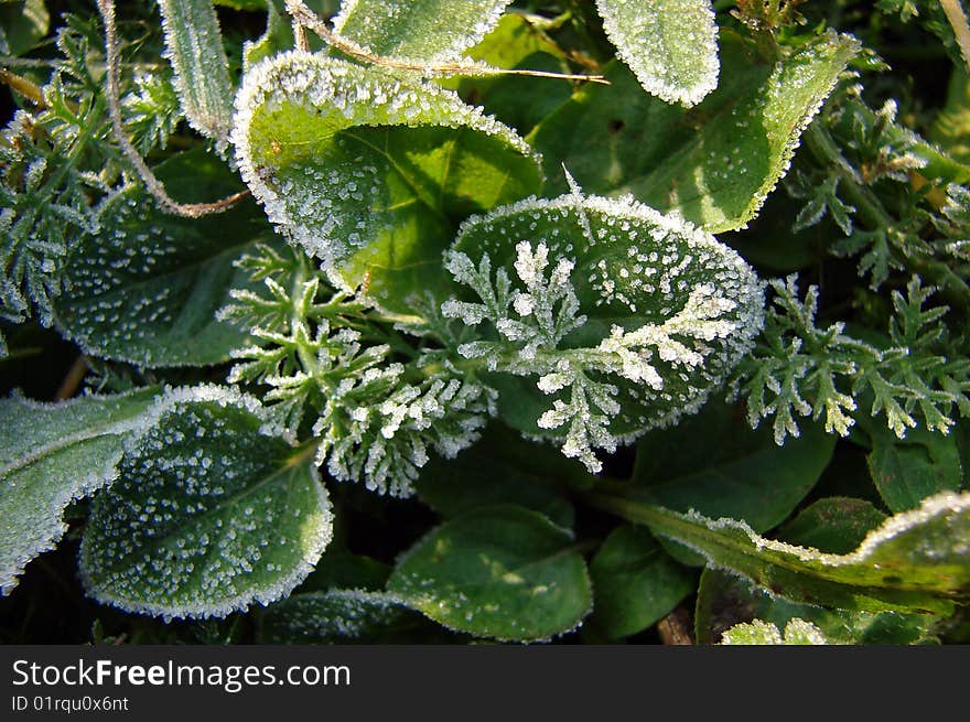 Hoarfrost on a grass