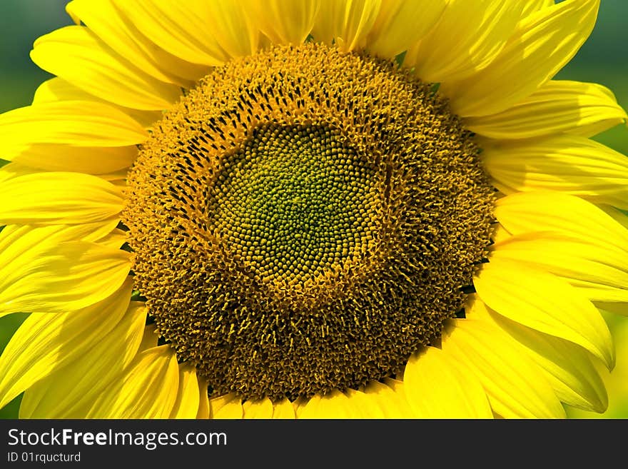 Beautiful, yellow sunflower green background.