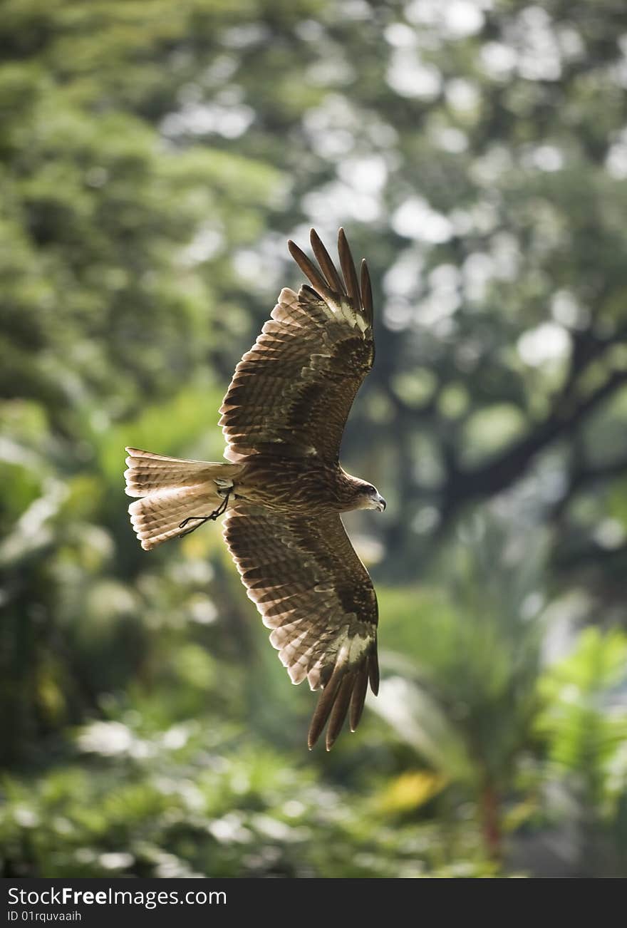 Bird in flight