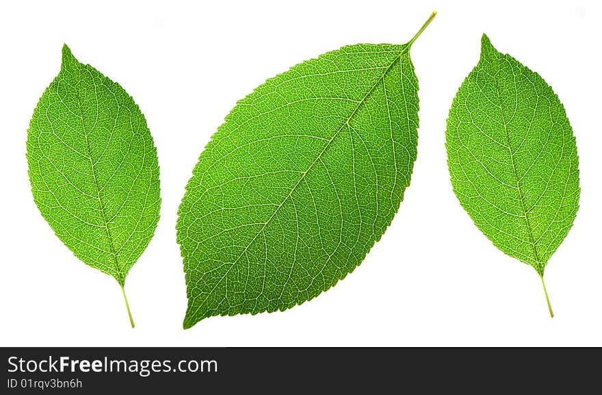 Three leaves isolated on a white background. Three leaves isolated on a white background