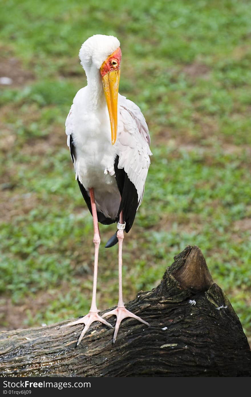 Stork on a trunk